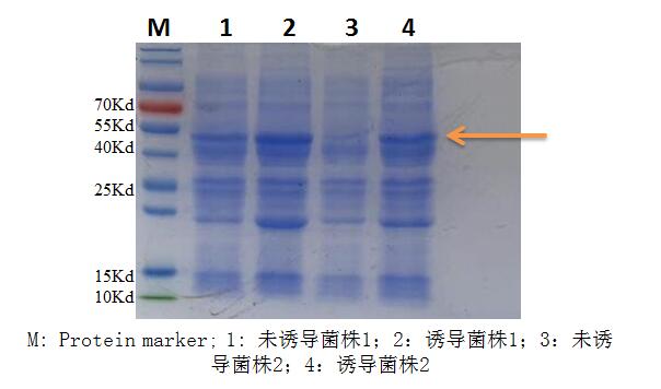 20200202sfc01-02.jpg